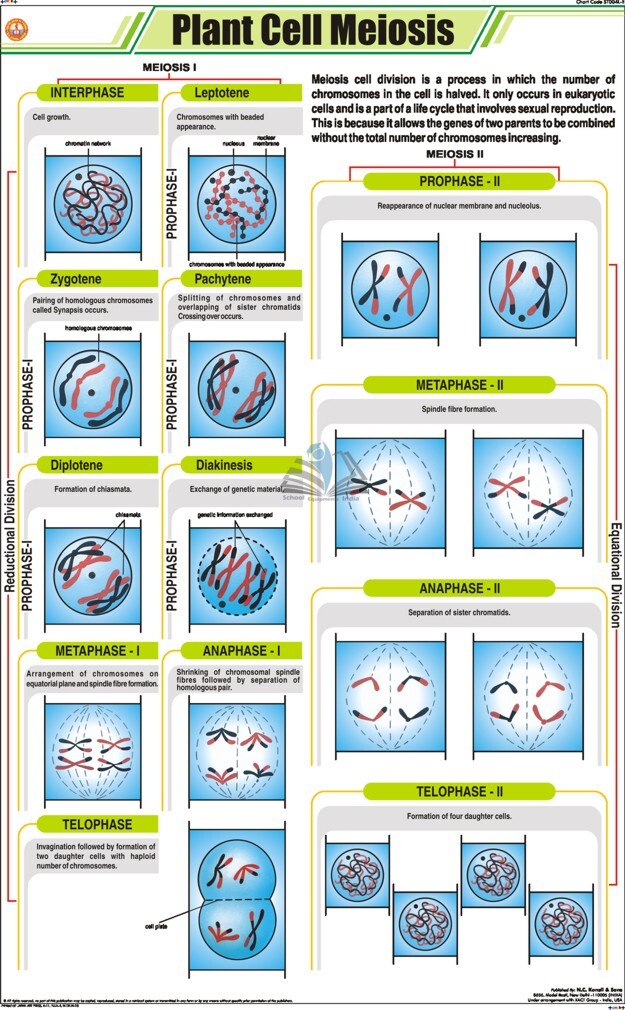 Plant Cell Meiosis Chart